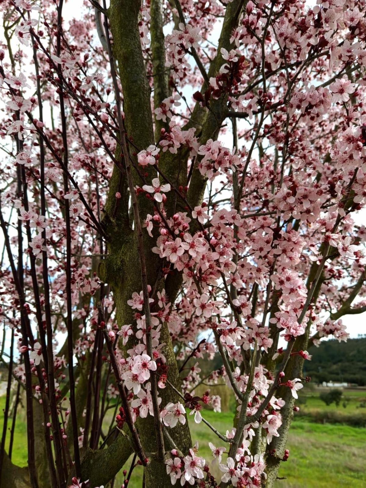 Esperanca  Monte Da Esperanca 빌라 외부 사진